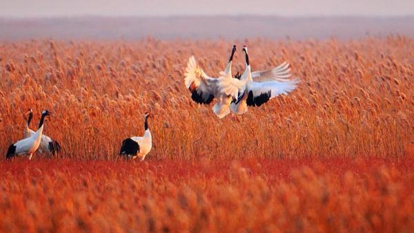 股票配资信息 “湿地红了”盐城秋季文旅季沪上启幕，320场活动邀您邂逅秋日诗意